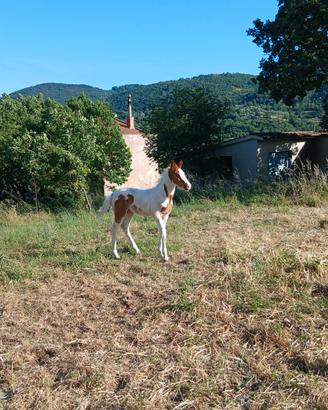 Puledro paint