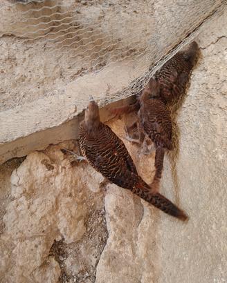 fagiani dorati rosso