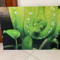 Tela morelia viridis