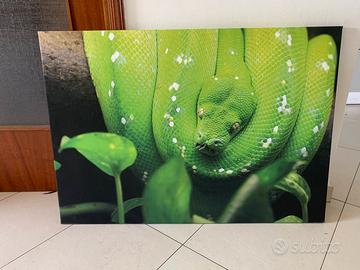 Tela morelia viridis