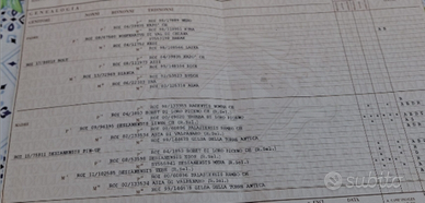 Setter inglese Tricolore Femmina