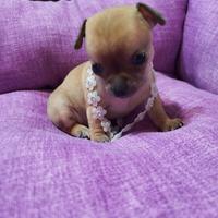 Cucciole chihuahua