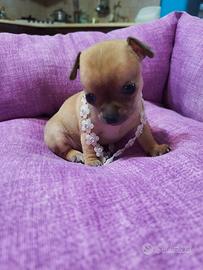 Cucciole chihuahua