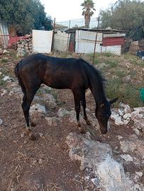 puledro maschio 