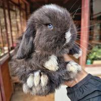 Cuccioli coniglio minilop