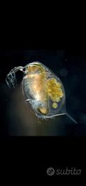Daphnia per acquario