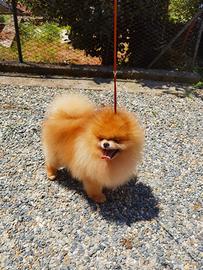 Accoppiamento SPITZ pomerania TOY 2kg maschio