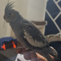 Pappagallo calopsite