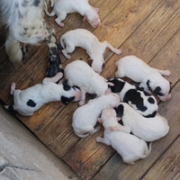 Cuccioli di Setter Inglese