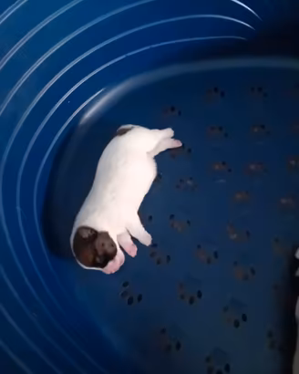 Jack Russell broken