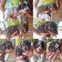 Lagotto Romagnolo