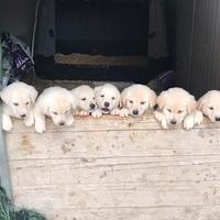 Cuccioli maremmano/labrador
