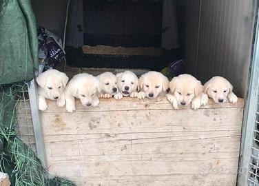 Cuccioli maremmano/labrador