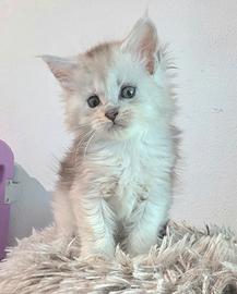 Maine coon Femmina