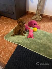 Cucciola Barboncino Toy