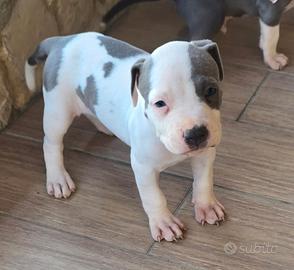 Cucciola pit bull blue nose