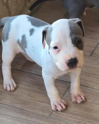 Cucciola pit bull blue nose