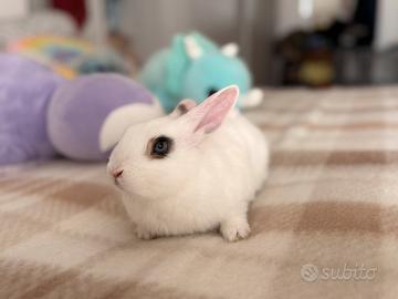 Coniglietto nano