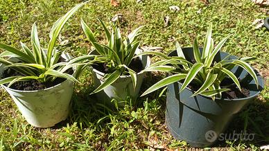 piantina Chlorophytum comosum - Falangio- Pianta 