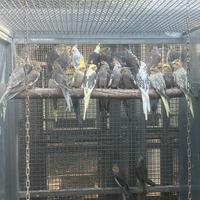 Pappagalli calopsite varie mutazioni