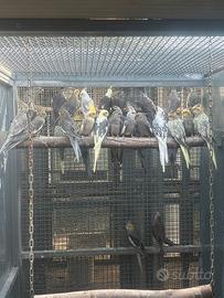 Pappagalli calopsite varie mutazioni