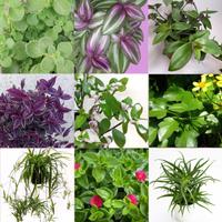 9 talee di Tradescantia, Origano Cubano, Senecio