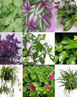 9 talee di Tradescantia, Origano Cubano, Senecio