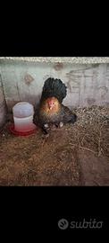 galletti e gallinelle razza Phoenix 