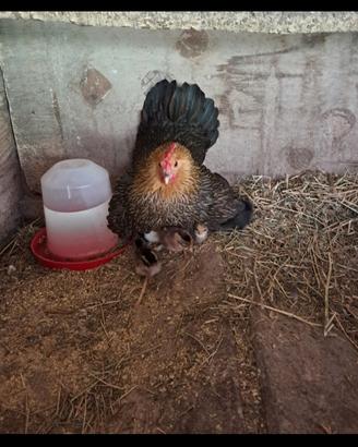 galletti e gallinelle razza Phoenix 
