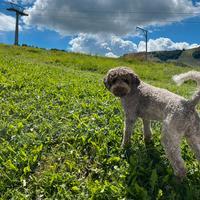 Lagotto romagnolo