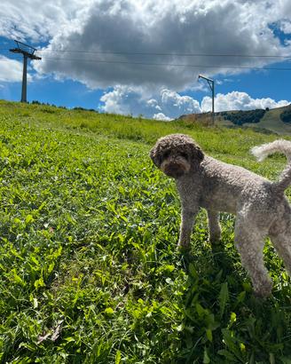 Lagotto romagnolo