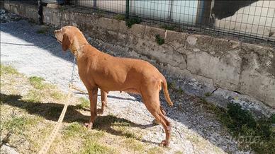 Bracco ungherese vizsla