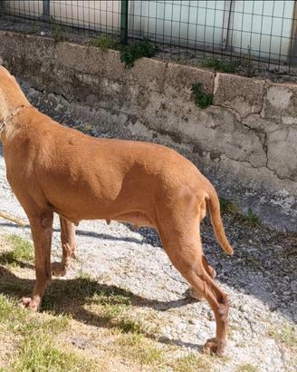 Bracco ungherese vizsla
