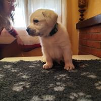 Disponibile ultimo cucciolo labrador giallo