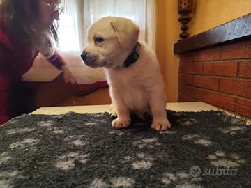 Disponibile ultimo cucciolo labrador giallo