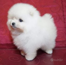 Spitz di Pomerania nano