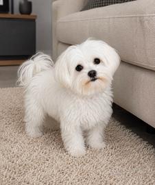 Maltese femmina
