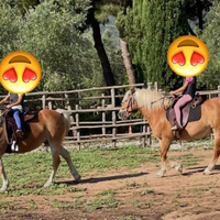 Cavalli haflinger