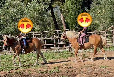 Cavalli haflinger