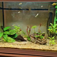 Acquario Askol l pure led 