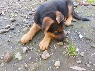 Cuccioli pastore tedesco maschi