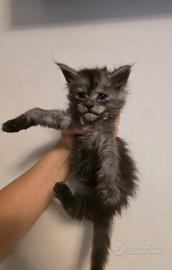 Maine coon ALTISSIMA genealogia linee ESTERE TOP