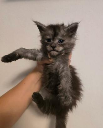 Maine coon ALTISSIMA genealogia linee ESTERE TOP