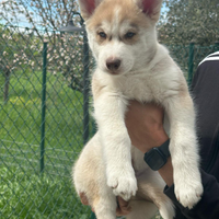 Husky
