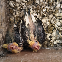 Pappagalli Calopsite da imbecco