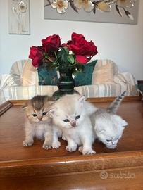 Cuccioli scottish fold e straight