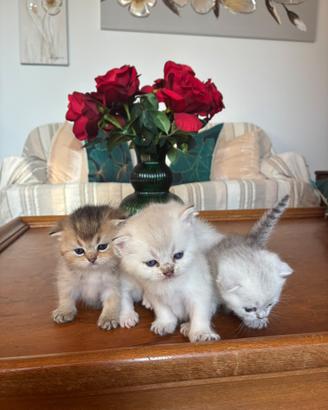Cuccioli scottish fold e straight