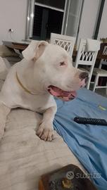 Dogo argentino
