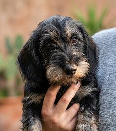 Cuccioli bassotto pelo duro con pedigree
