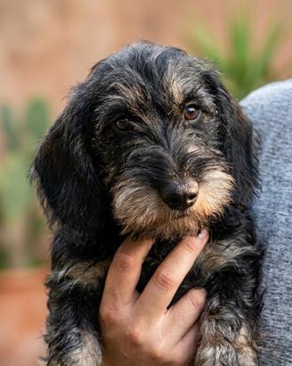 Cuccioli bassotto pelo duro con pedigree